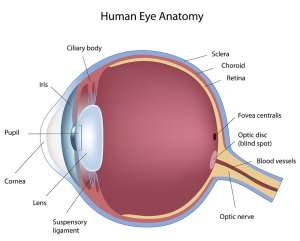 Eye Anatomy 101